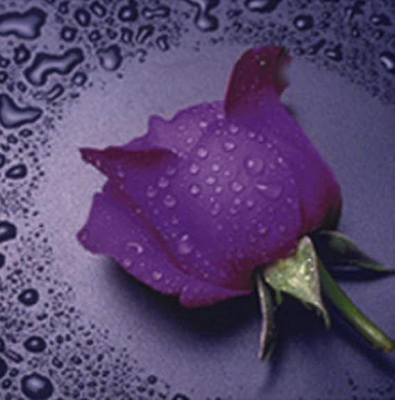Amazon.com: Paint by Number Diamond Kits Colored Roses Full Drill