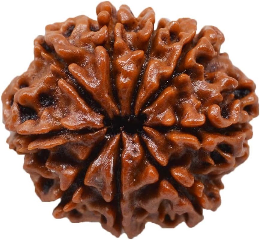 Maa Padma Natural Rudraksha Beads (1,2,3,4,5,6,7,8,9,10,11,12,13,14 Faced) Original Rudraksha Beads Himalayan Collections
