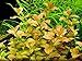 Ludwigia Repens 'Ovalis' - Live Aquarium Plants Freshwater Decorations BUY2GET1FREE