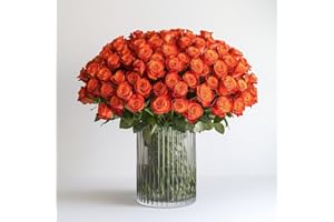 GlobalRose 50 Orange Roses Bouquet - Responsibly Sourced Roses Fresh Flowers - Hand-Picked Flowers Fresh Bouquet for Graduation, Anniversary, Birthday & Special Occasions (2 Bunches of 25 Stems)