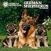 German Shepherds 2017 American Kennel Club Wall Calendar