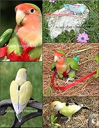 The AVIATOR Pet Bird Harness and Leash: Mini Red