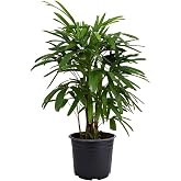 American Plant Exchange Lady Palm – 6-Inch Pot – Live Easy Care Indoor Houseplant, Air-Purifying, Low-Light Tropical Palm for