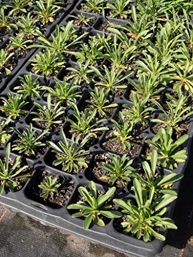 Aster alpinus Goliath - Lila Frühlingsaster, 3 Pflanzen im 7/6 cm Topf – Bild 3