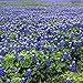 Texas Bluebonnets Seeds - Texas State Flower - 500 Seeds