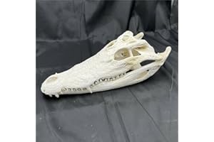 CLLOEAT Taxidermy Real Alligator Skull Animals Skulls, Real Bones Specimen, Taxidermy Supplies for Science Education, DIY Home&Office Decor (14-16 inches)