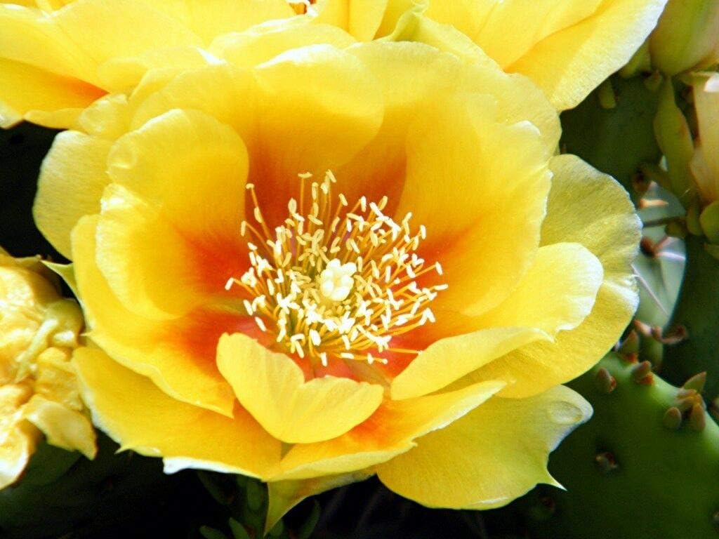 Pinkdose Paquete / 50Pcs: Cultivar un huerto casero Delicioso ...