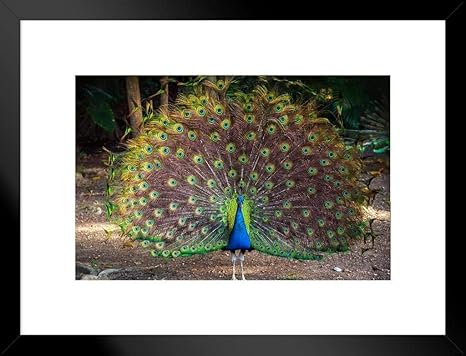 Amazon Co Jp 壁掛け 絵画 ヨーロッパとアメリカ 羽を持つ野生の孔雀列車直立スプレッド 39x31cm 額縁を送る ホーム キッチン