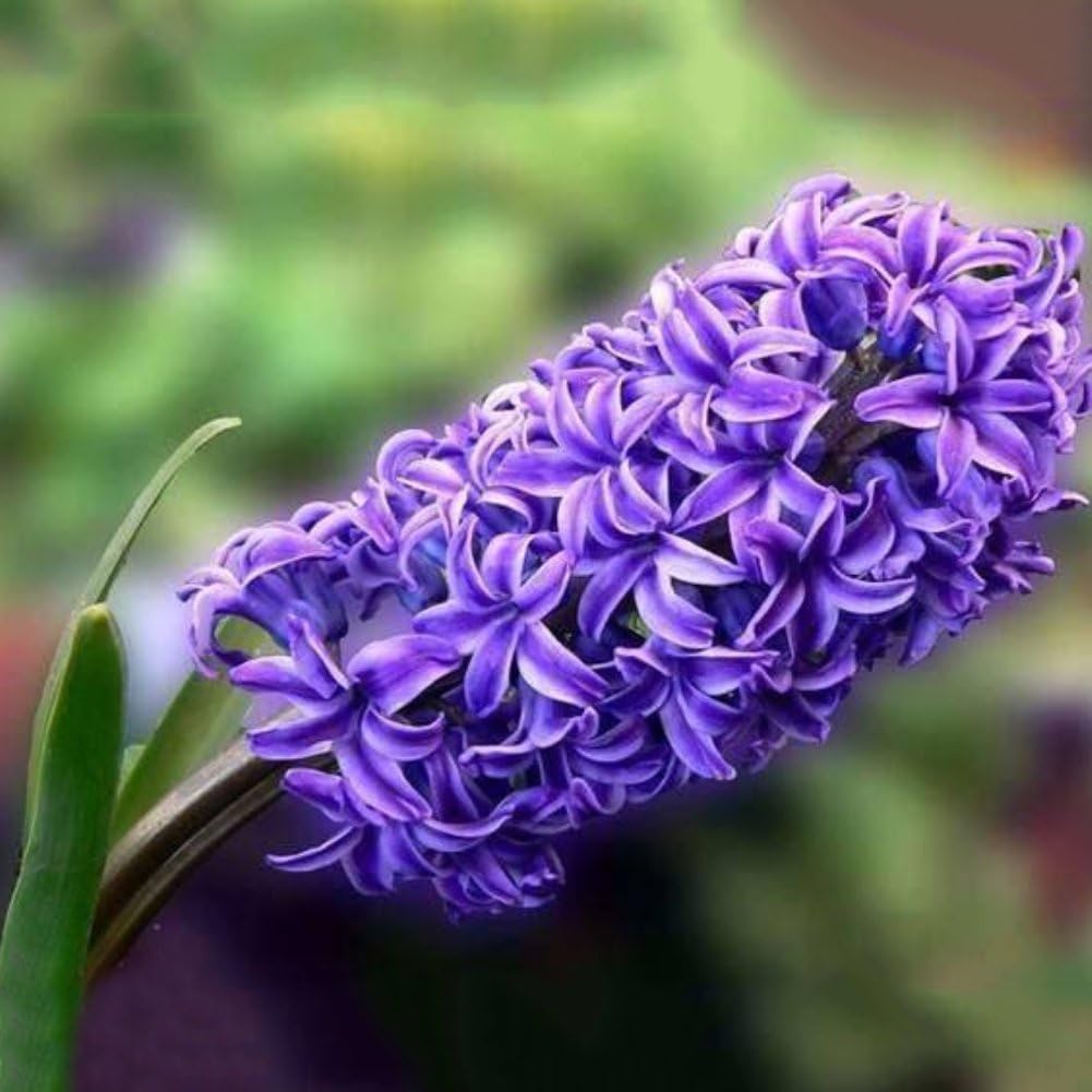 Plant Seeds for Planting 300Pcs Hyacinth Seeds Perennial Flower Plant Home Garden Bonsai Decoration