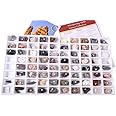 Geosciences Industries 13357 Introductory Earth Science Classroom Rocks and Minerals Collection
