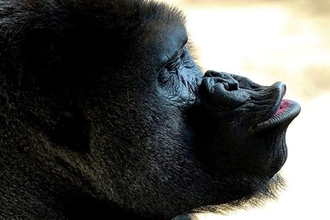 Amazon Co Jp グーフィーのゴリラの壁紙 動物の壁紙 48216 キャンバス ステッカー 印刷 壁紙ポスター はがせるシール式 写真 特大 絵画 壁飾り105cmx70cm ホーム キッチン