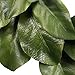 American Best Christmas Quality Magnolia Leaf Grapevine Wreath 16