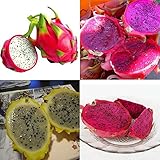 200 Seeds 4kinds Mix Pitaya Dragon Fruit Yellow Seed Fragrant Cactus Rare Exotic
