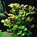 Ludwigia Repens - Easy Freshwater Aquarium Plant