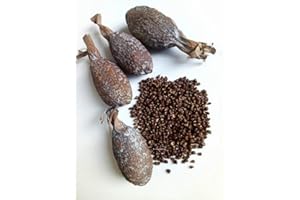 MOTHERLAND GOODS Alligator Pepper Pods African Grains of Paradise, Guinea Pepper, Famous African Spice Mbonge Spice With Citrus Notes Hepper Pepper for Cooking, Brewing Beer (6 Oz (6 Pods)