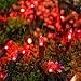 Brizled Red Christmas Lights, 33ft 100 LED Connectable Christmas String Light, 120V UL Certified LED Light String for Indoor & Outdoor, Xmas Tree, Garden, Party and Holiday Decoration