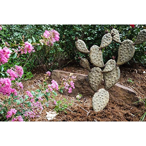Desert Steel Prickly Pear Cactus Garden Accent Small