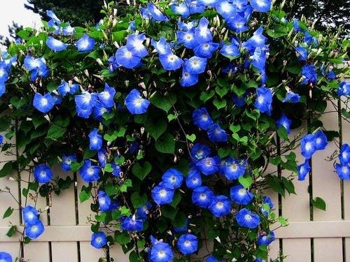 50pcs/bag Healthy Climbing Plants Morning Glory Flowers Outdoor & Indoor Decoration Garden Planting
