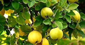 Raj Garden Plants Bel Patra, ???????, Live Plant