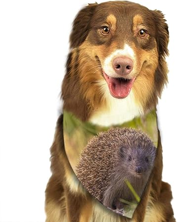 pet hedgehog accessories
