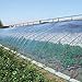 Topeakmart Greenhouse Plastic Film Clear Polyethylene UV Resistant Greenshouse Cover Greenhouse Plastic,12 ft Wide x 25 ft Long