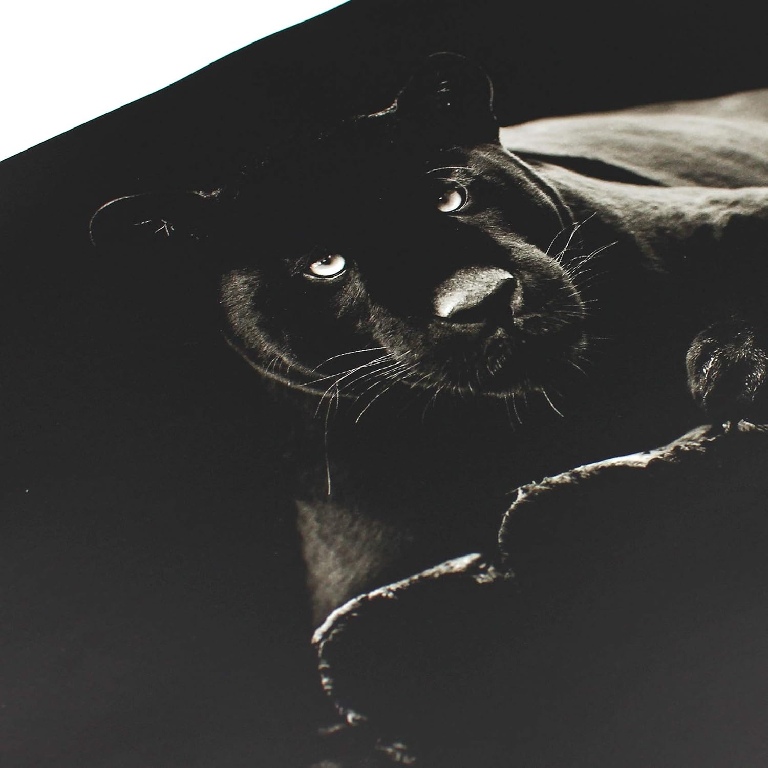 Laptop Foil protection Cover adhesive film notebook sticker self-adhesive vinyl skin sticker (17 Inches, LP37 Black Jaguar) - Image 3