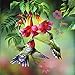 MXJSUA DIY 5D Diamond Art Painting Hummingbird by Number Kits for Adults, Hummingbird Picking Nectar Round Full Drill Diamond Art Kit Picture Craft for Home Wall Art Decor 12x12 inch