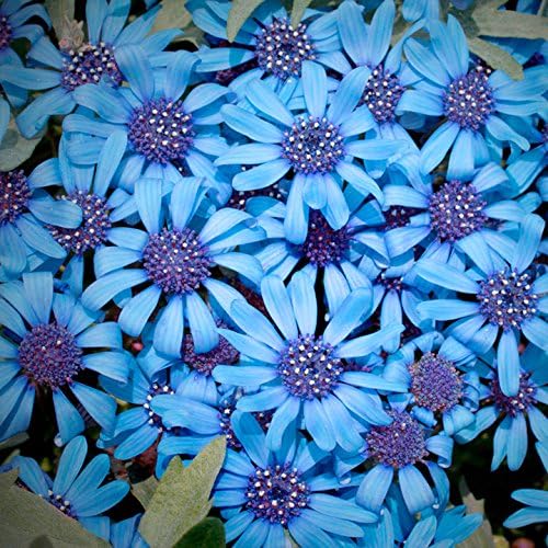 Suttons - Felicia Seeds - Pretty Blue