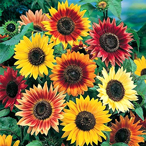 20 Francés girasol -Fácil de crecer y hacer su hermoso jardín de ...
