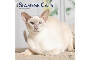 Siamese Cats | 2026 12 x 24 Inch (Hanging) Monthly Square Wall Calendar | Plastic-Free | BrownTrout | Animals Kittens Feline