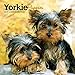 Yorkie Puppies 2019 7 x 7 Inch Monthly Mini Wall Calendar, Animals Small Dog Breeds Terrier Yorkshire Terrier (English, French and Spanish Edition)