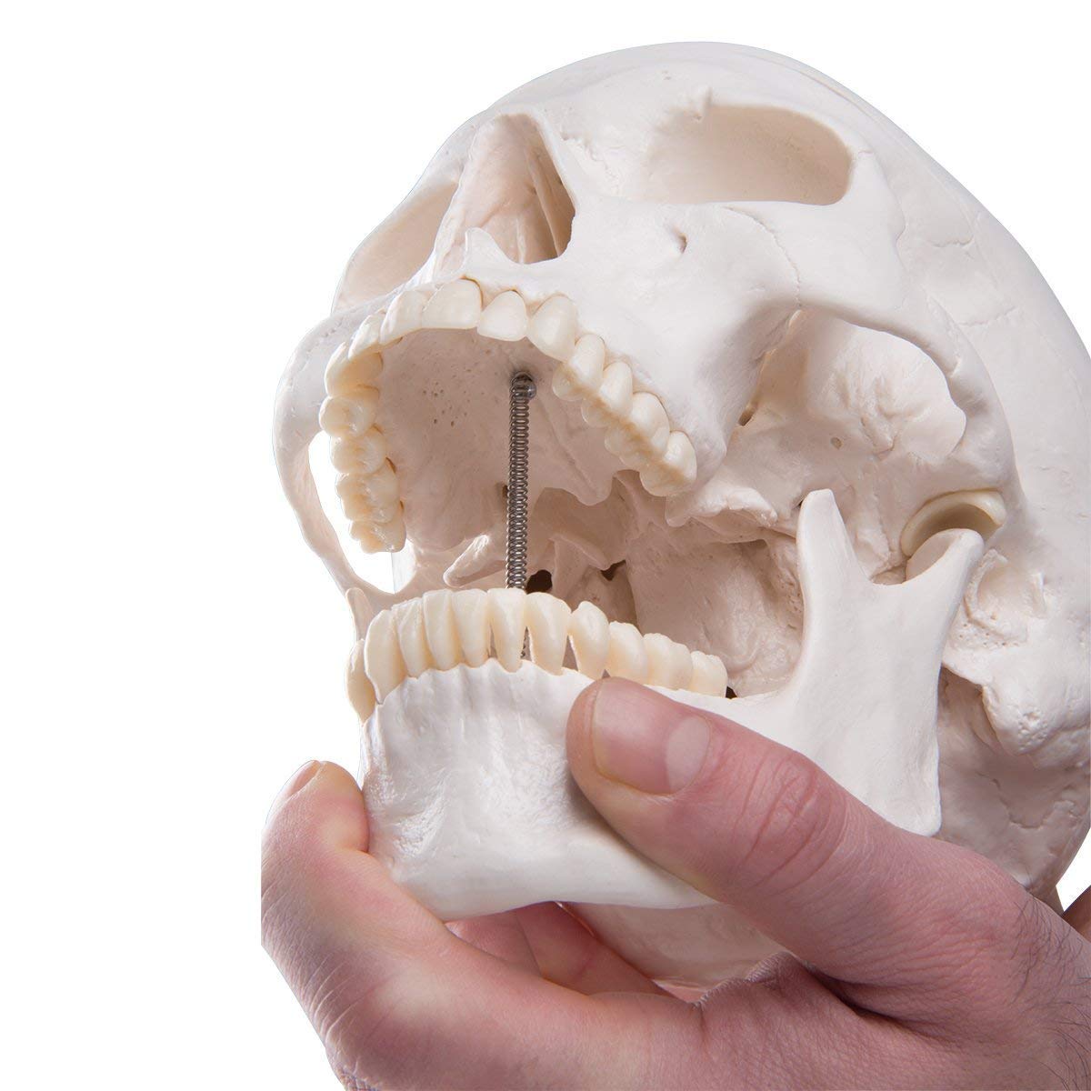 LYOU Human Skull Model for Learning, Skull Model, Life Size Human Head Skull Anatomical Model, Not Smudged for Medical Student Human Anatomy Study Course(White Skull)