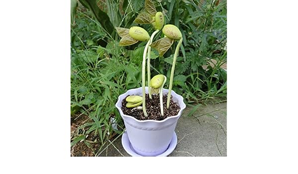 100pcs / lot Mini semillas de frijol blanco mágico planta del ...