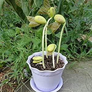100pcs / lot Mini semillas de frijol blanco mágico planta del ...