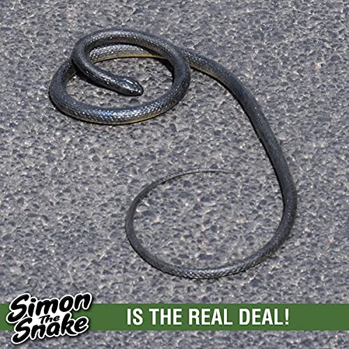 Laughing Smith Simon The Snake Realistic Rubber Fake Snake Toy