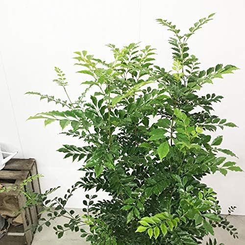 Amazon シマトネリコ ホワイトテラコッタ鉢植え トネリコ 観葉植物 本物 株立ち 鉢植え シンボルツリー 観葉植物 オンライン通販 Amazon シマトネリコ ホワイトテラコッタ鉢植え トネリコ 観葉植物 本物 株立ち 鉢植え シンボルツリー 観葉植物 オンライン通販
