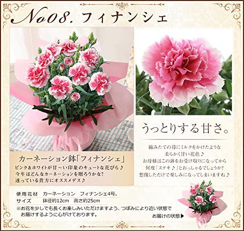 Amazon Bunbunbee 母の日 複色カーネーション鉢 スイーツセット フィナンシェ 文明堂の母の日カステラ 18 観葉植物 オンライン通販