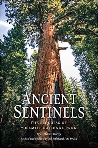Ancient Sentinels The Sequoias Of Yosemite National Park - 