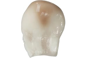 SKULLS UNLIMITED INTERNATIONAL Replica Elk Canine Ivory Tooth