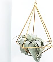 Air Plant Subscription Boxes - 1 Airplant/Month