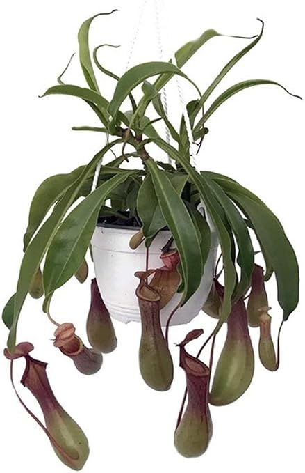 Plantes Carnivores Nepenthes Alata Amazon Fr Jardin