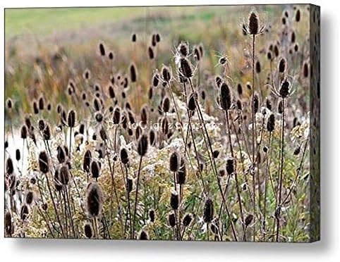 Wild Teasel/Landscape, Nature/Ready to Hang Wall Art/Fine Art Photography ~ CANVAS WRAP PRINT