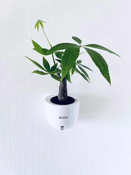Amazon Co Jp ミドリエ デザイン シリーズ 土を超える土壌 パフカル 観葉植物 壁掛け 底面給水 Easy Pot E 幹太パキラ ホーム キッチン