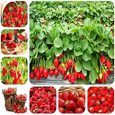 GETSO 200 Bonsai Rojos Plantas sanas GMO huerto Familiar siembra ...