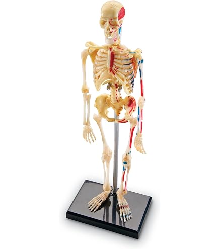 Modèle Squelette De Lapin Anatomie 1:1 - Résine Détailée 21x10x4,3 Cm - Pour Étude Biologie Ou Décoration Halloween - 10