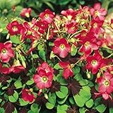 super1798 10Pcs Shamrock Oxalis Triangularis Bulbs Leaf Flower Seeds Garden Plant
