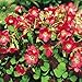 super1798 10Pcs Shamrock Oxalis Triangularis Bulbs Leaf Flower Seeds Garden Plant