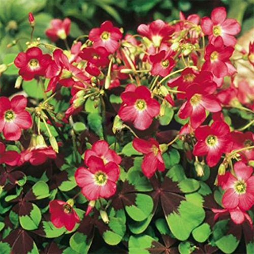 super1798 10Pcs Shamrock Oxalis Triangularis Bulbs Leaf Flower Seeds Garden Plant