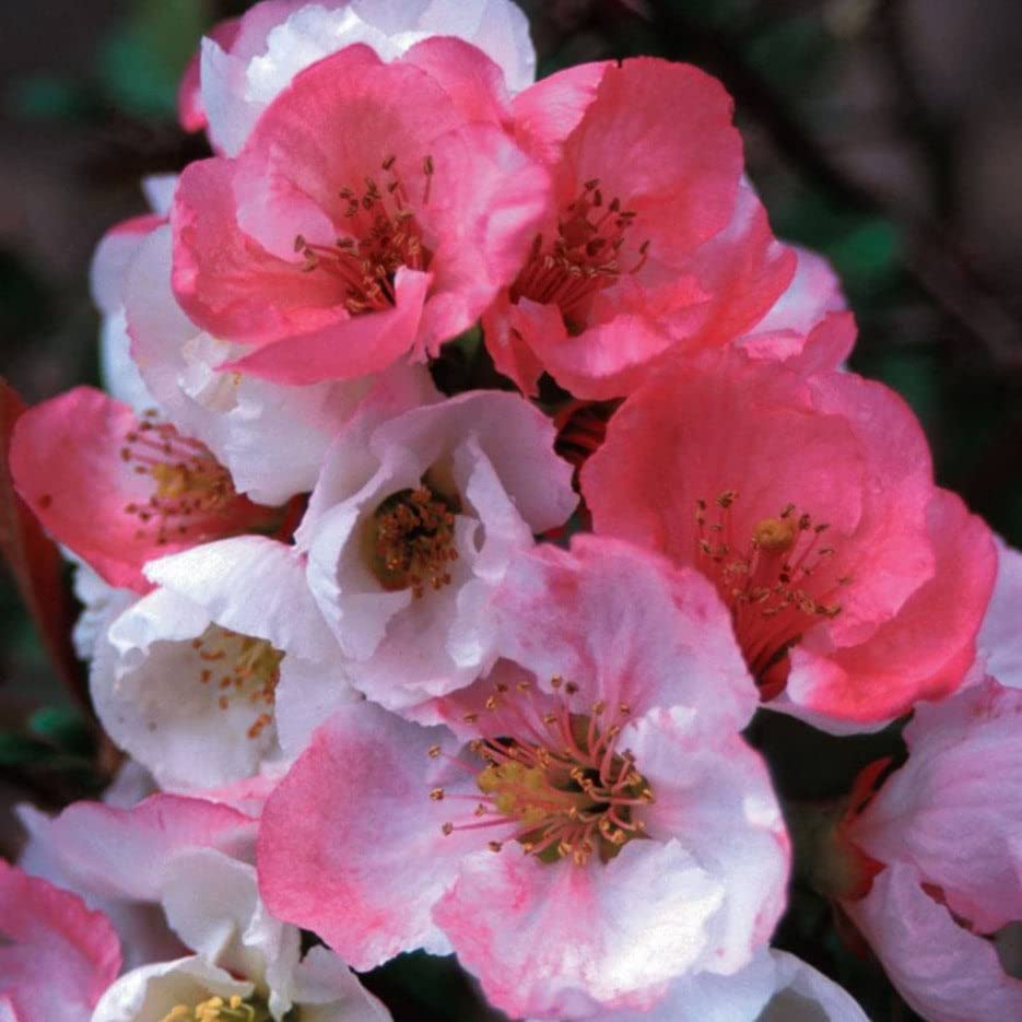 TriStar Plants Toyo Noshiki Flowering Quince, 1 Gallon Pot Established Roots Quince Bush