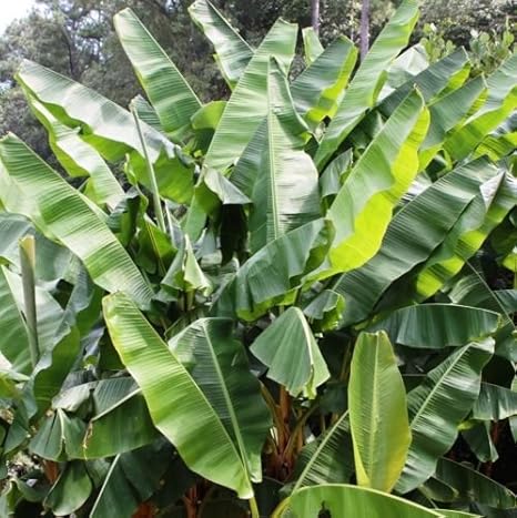 Future Exotics Musa Raja Puri seltene winterharte Fruchtbanane Pflanze ca. 35-40 cm